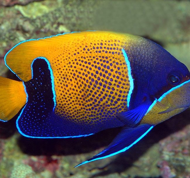 Pomacanthus navarchus