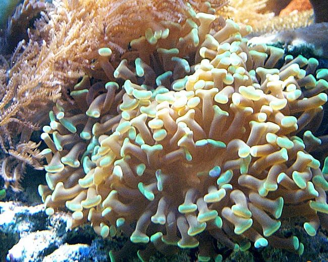 Euphyllia ancora