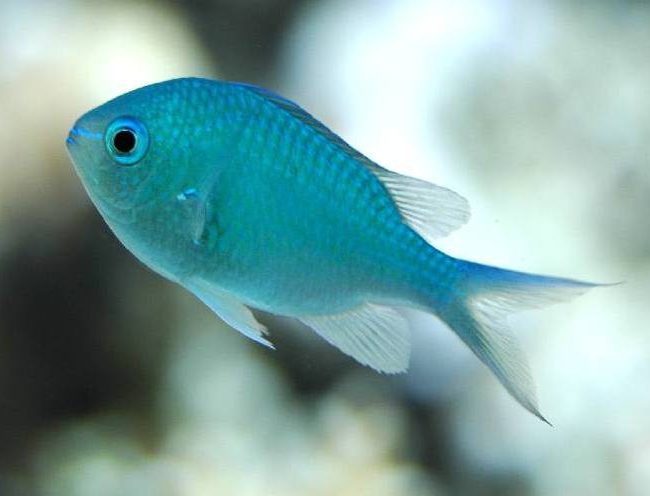Chromis viridis
