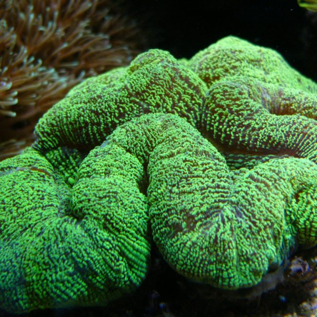 TRACHYPHYLLIA GEOFFROYI-Zelená