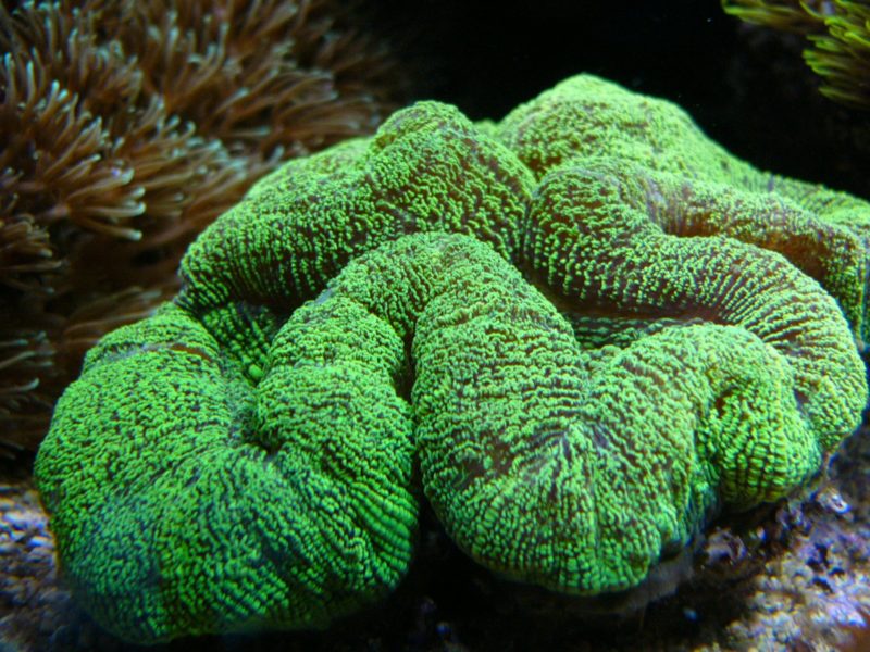TRACHYPHYLLIA GEOFFROYI-Zelená