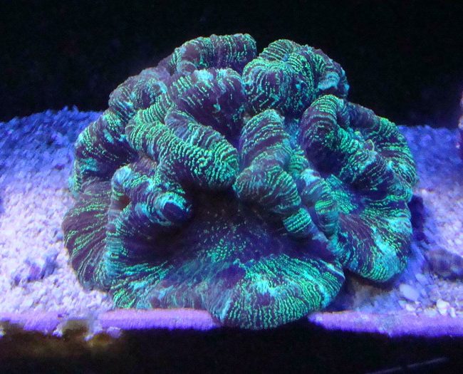 WELLSOPHYLLIA RADIATA-Zelená (M)