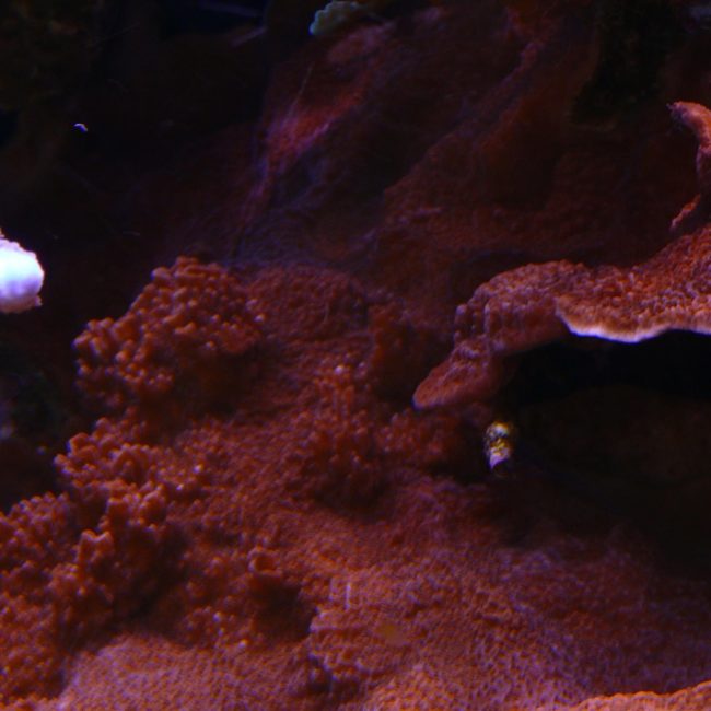 MONTIPORA MONASTERIATA červená