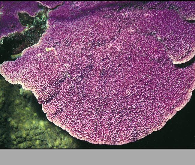 MONTIPORA MONASTERIATA fialová
